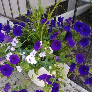 Meet your Posher, Hang